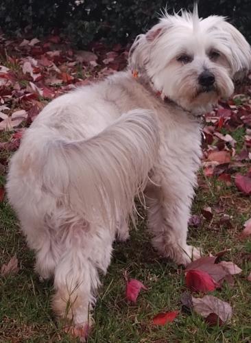 Lost Male Dog last seen Hillden, Baltimore, MD 21218