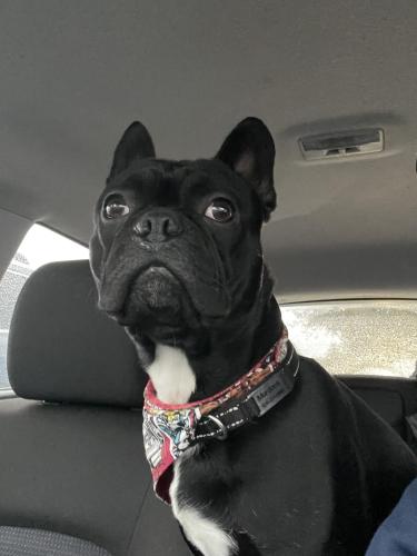 Lost Male Dog last seen 6th and H Street, Snohomish, WA 98290