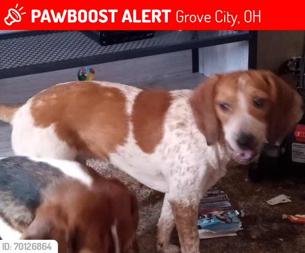 Lost Female Dog last seen Stringtown rd, McDowell , Grove City, OH 43123