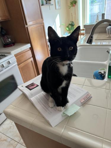Lost Male Cat last seen Village drive and S twin oaks valley road, San Marcos, CA 92069