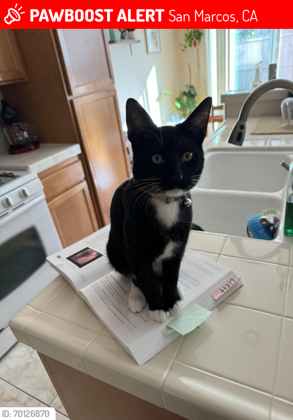 Lost Male Cat last seen Village drive and S twin oaks valley road, San Marcos, CA 92069