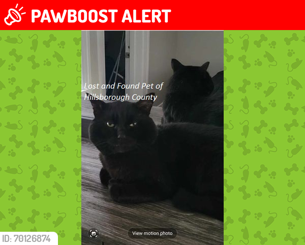 Lost Male Cat last seen Paseo Al Mar Blvd and Lucky Debonair Way , Hillsborough County, FL 33573