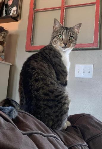 Lost Male Cat last seen Jenny Lind and Kendall near post office, Fort Smith, AR 72908