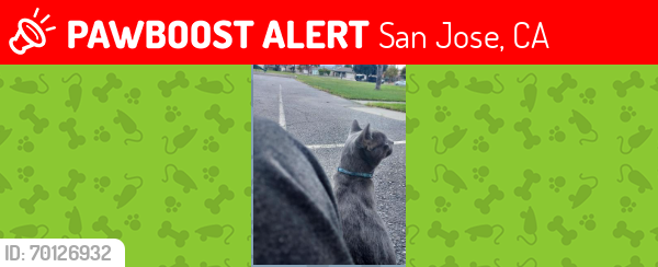 Lost Male Cat last seen tonopah dr, San Jose, CA 95123