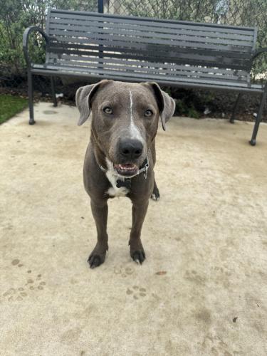 Lost Male Dog last seen railroad tracks by Aggieland Outfitters and Kyle Field, College Station, TX 77840