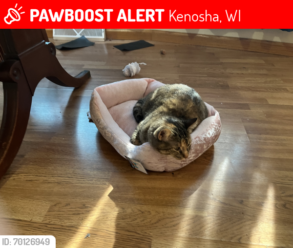 Lost Female Cat last seen Near th street and 23 ave, Kenosha, WI 53143