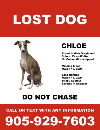 Lost Female Dog last seen Near Sulphur Springs Road, Ancaster, Ontario, Hamilton, ON L9G 4T7