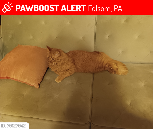 Lost Male Cat last seen Folsom Avenue and 5th Avenue , Folsom, PA 19033