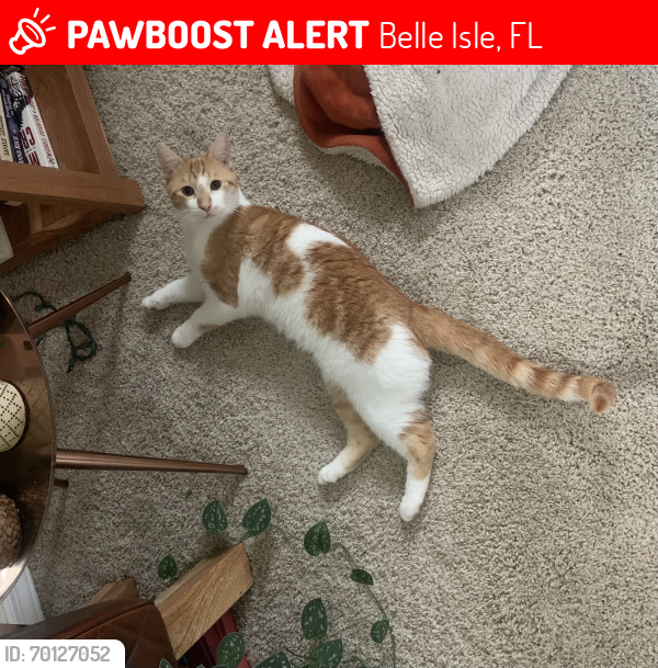 Lost Male Cat last seen Near McCoy Road and South Orange Avenue , Belle Isle, FL 32809