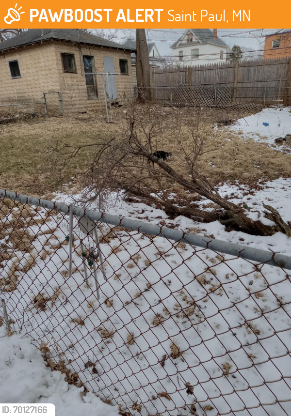Found/Stray Unknown Cat last seen York and Forest St. , Saint Paul, MN 55106