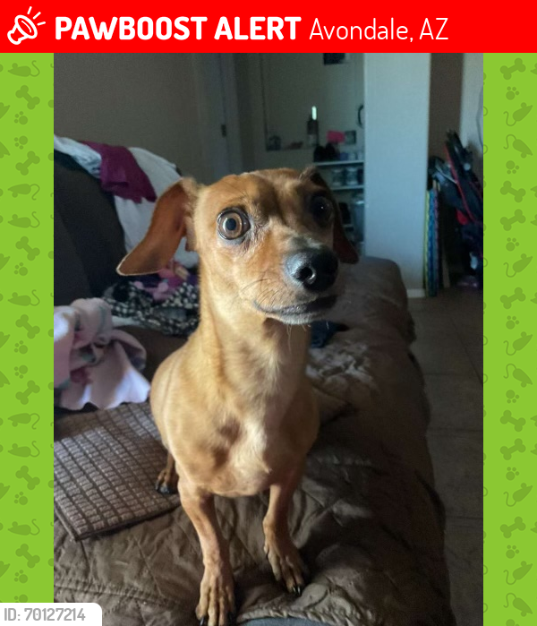 Lost Male Dog last seen Cold water springs, Avondale, AZ 85392