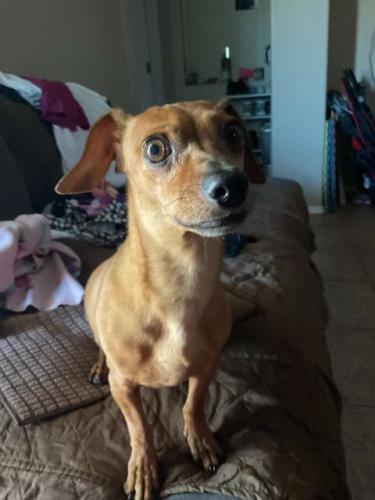 Lost Male Dog last seen Cold water springs, Avondale, AZ 85392