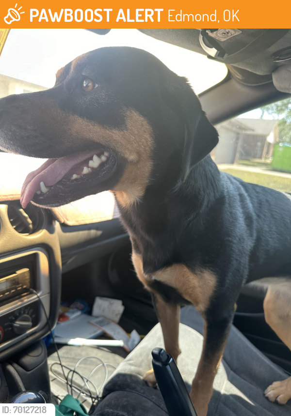Edmond, OK Stray Female Dog Found Near Chisholm Lake Neighborhood
