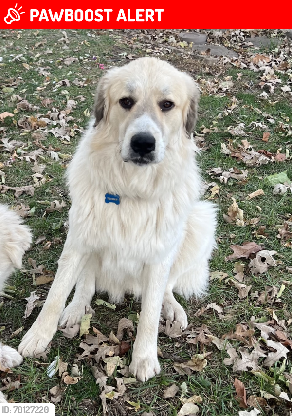 Lost Male Dog last seen 112th st and H highway , Excelsior Springs, MO 64024