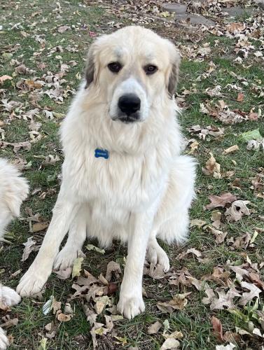 Lost Male Dog last seen 112th st and H highway , Excelsior Springs, MO 64024