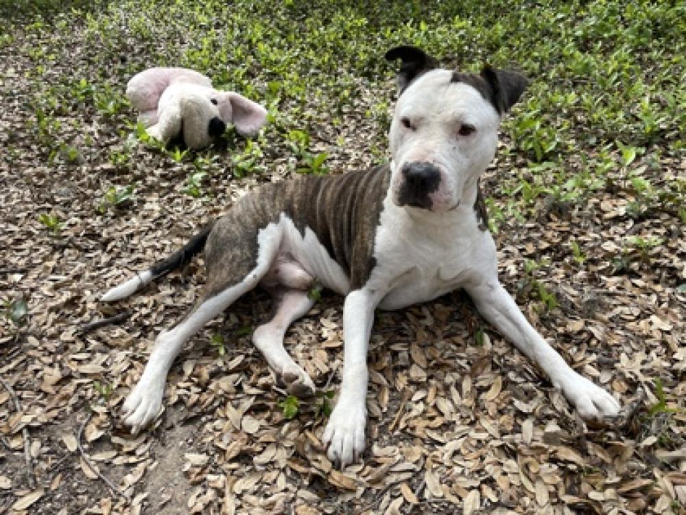 Shelter Stray Male Dog last seen San Antonio, TX 78226, San Antonio, TX 78229