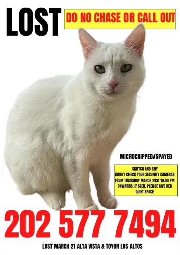 Lost Female Cat last seen Alta Vista Ave & Toyon, Los Altos, CA 94022