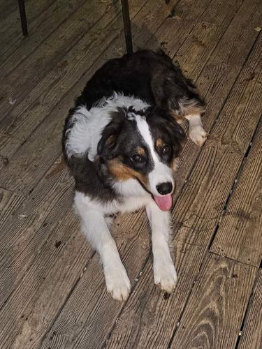Lost Male Dog last seen Near Bargerton Union Cross Rd Lexington Tennessee , Lexington, TN 38351