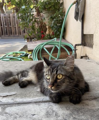 Lost Female Cat last seen fair oaks and taylor ave, Sunnyvale, CA 94085