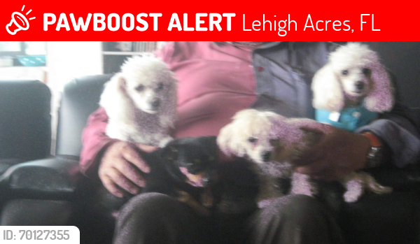 Lost Female Dog last seen Near Richmond Ave n Leigh acres Florida , Lehigh Acres, FL 33936
