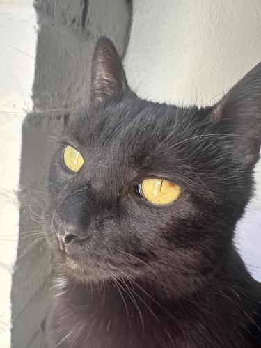 Lost Female Cat last seen Woodberry Heights apmt complex , Albuquerque, NM 87109
