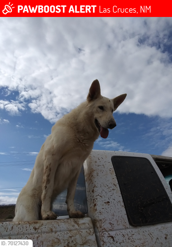 Lost Male Dog last seen Blue Topaz & Grouse Run, Las Cruces, NM 88012