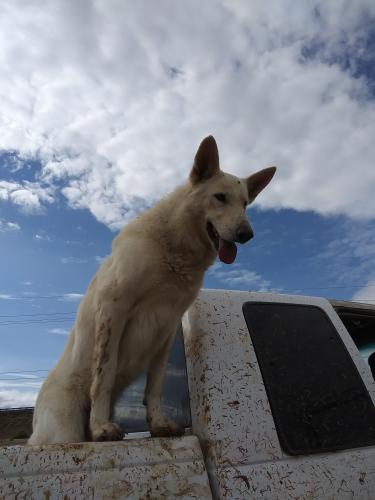 Lost Male Dog last seen Blue Topaz & Grouse Run, Las Cruces, NM 88012