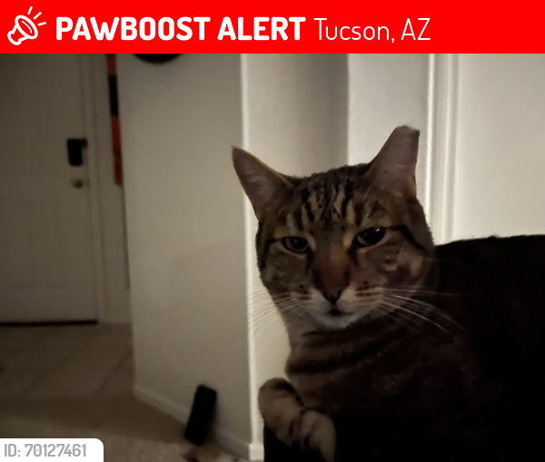 Lost Male Cat last seen Near S Dorset Ct. Tucson  85746, Tucson, AZ 85746