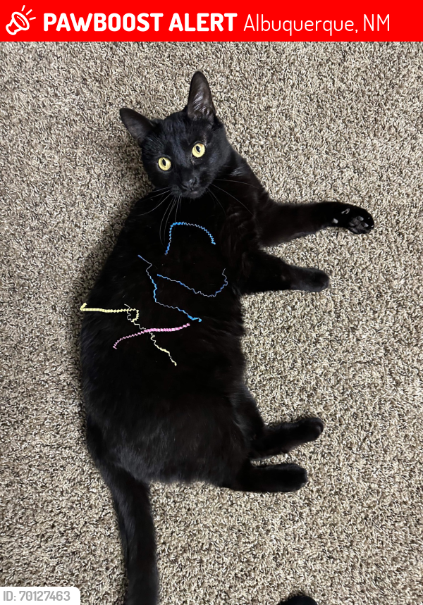 Lost Female Cat last seen Woodberry Heights apmts on Montgomery Blvd and San Pedro street, Albuquerque, NM 87109