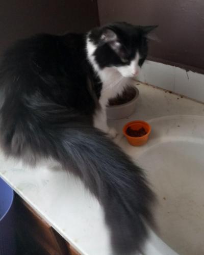 Lost Male Cat last seen Dunn and Strawberry Ln , Chattanooga, TN 37343