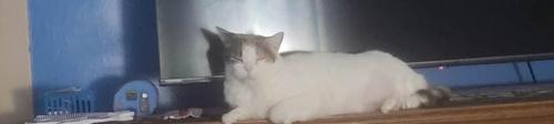 Lost Female Cat last seen Near Ridgewood Avenue , Joliet, IL 60432