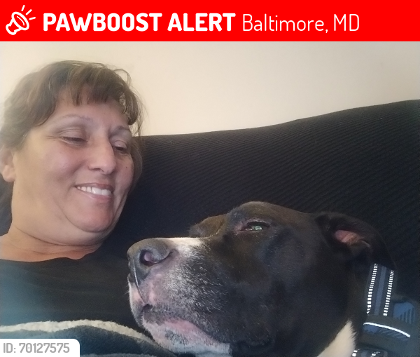 Lost Male Dog last seen Dundalk ave, Baltimore, MD 21224
