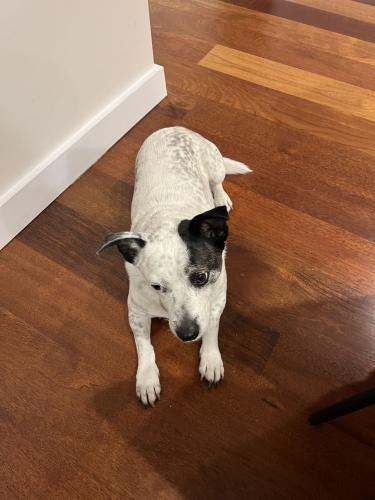 Lost Unknown Dog last seen Brandon park drive wheelers hill, Wheelers Hill, VIC 3150