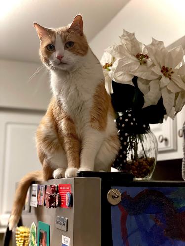 Lost Male Cat last seen 88th and grant street, Thornton, CO 80229