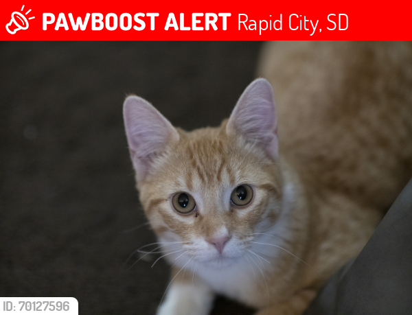 Lost Male Cat last seen Catron blvd and wellington dr, Rapid City, SD 57701