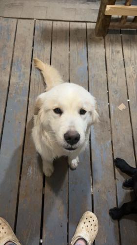 Lost Male Dog last seen Chucky TN, Greene County, TN 37641
