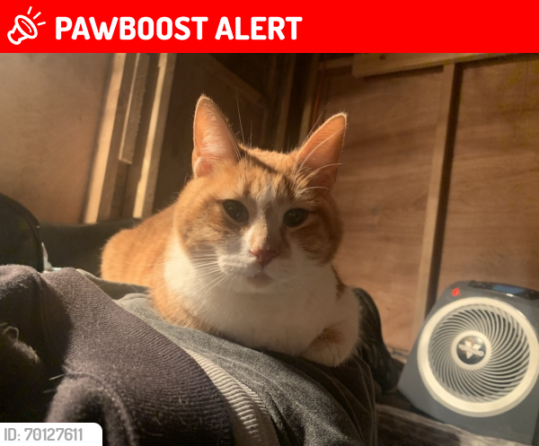 Lost Female Cat last seen Near st and 32 ave, Langley Township, BC V3A 4T2