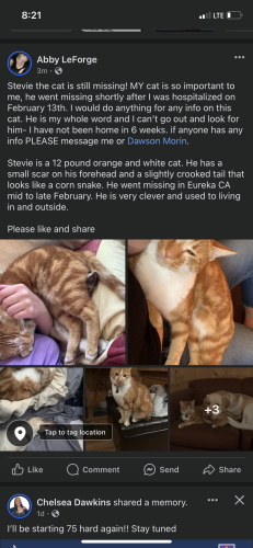 Lost Male Cat last seen 14th and Pine, Eureka, CA 95501