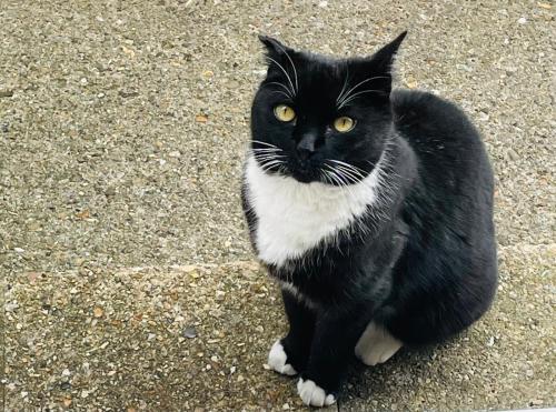 Lost Male Cat last seen Bishops walk/Carlyle ave/Chaucer drive, Buckinghamshire, England HP21