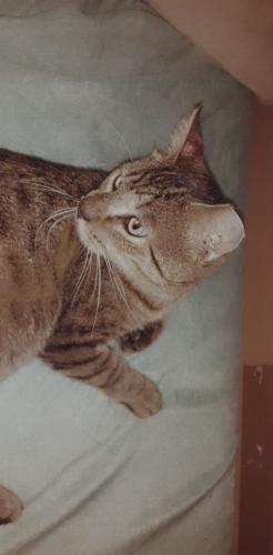 Lost Male Cat last seen Mathew and pace ln, Pace, FL 32571