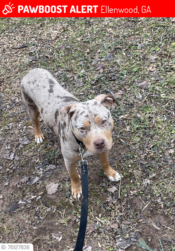 Lost Male Dog last seen Near ellenwood parks , Ellenwood, GA 30273