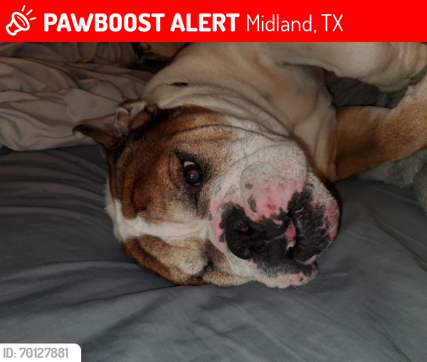 Lost Male Dog last seen Bluebird, Midland, TX 79708