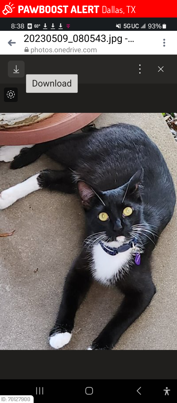 Lost Male Cat last seen Angora Street and Ocalla, Dallas, TX 75218