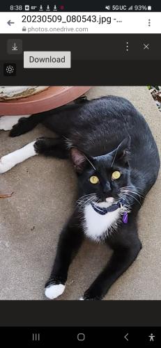 Lost Male Cat last seen Angora Street and Ocalla, Dallas, TX 75218