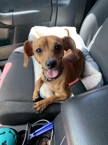 Lost Male Dog last seen NW 16th ST, 33311, Fort Lauderdale, FL 33301