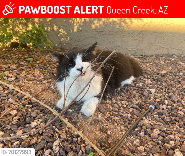 Lost Female Cat last seen Recker/Ocotillo , Queen Creek, AZ 85298