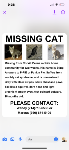 Lost Male Cat last seen Cor/ Aurora , Desert Hot Springs, CA 92241