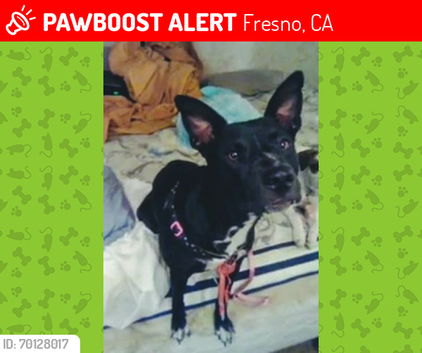 Lost Female Dog last seen Palm an olive, Fresno, CA 93728