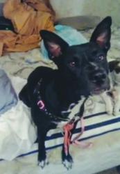 Lost Female Dog last seen Palm an olive, Fresno, CA 93728