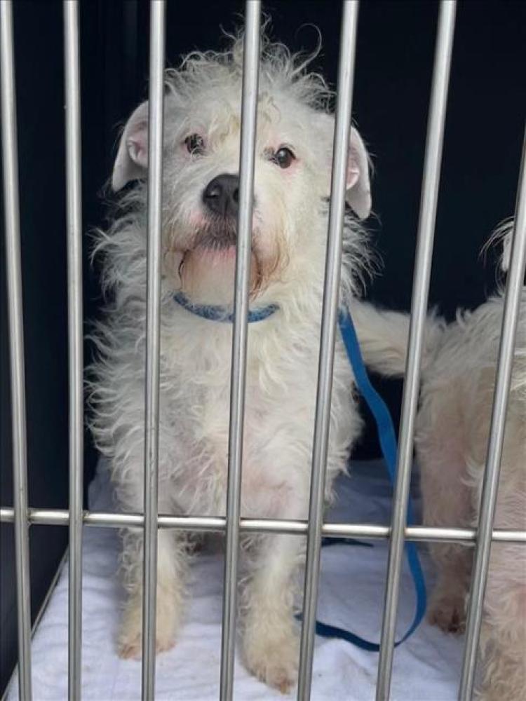 Shelter Stray Male Dog last seen HESPERIAN/OLIVER, Hayward, CA 94544